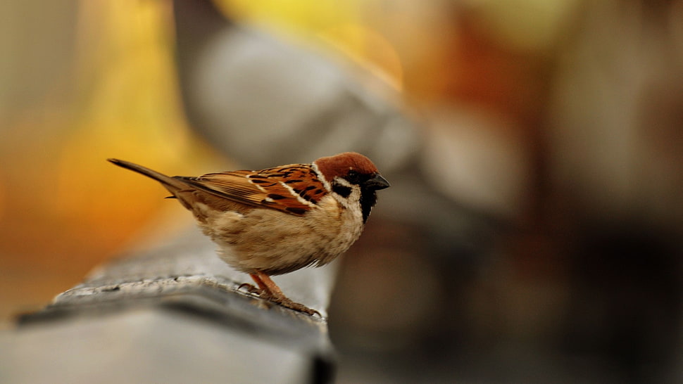 brown and beige Sparrow HD wallpaper
