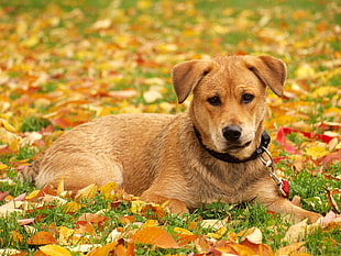 orange Carolina Dog puppy