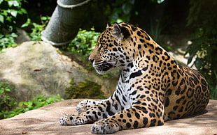 photo of a leopard laying on brown rock