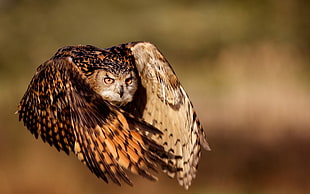 brown and black coated owl flying HD wallpaper