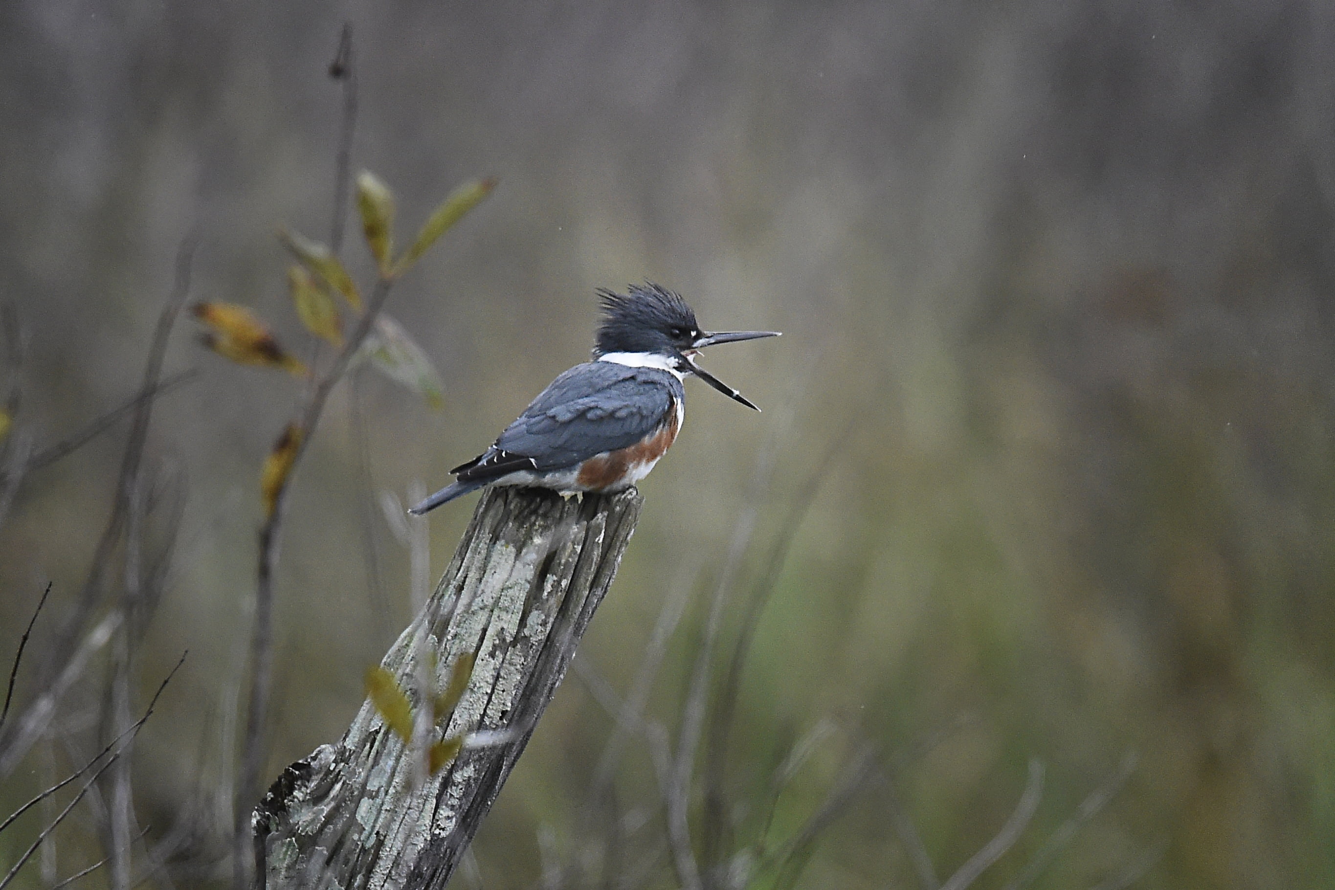 selective focus photography of black and brown bird, punta gorda, florida