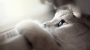 close-up photo of white kitten HD wallpaper