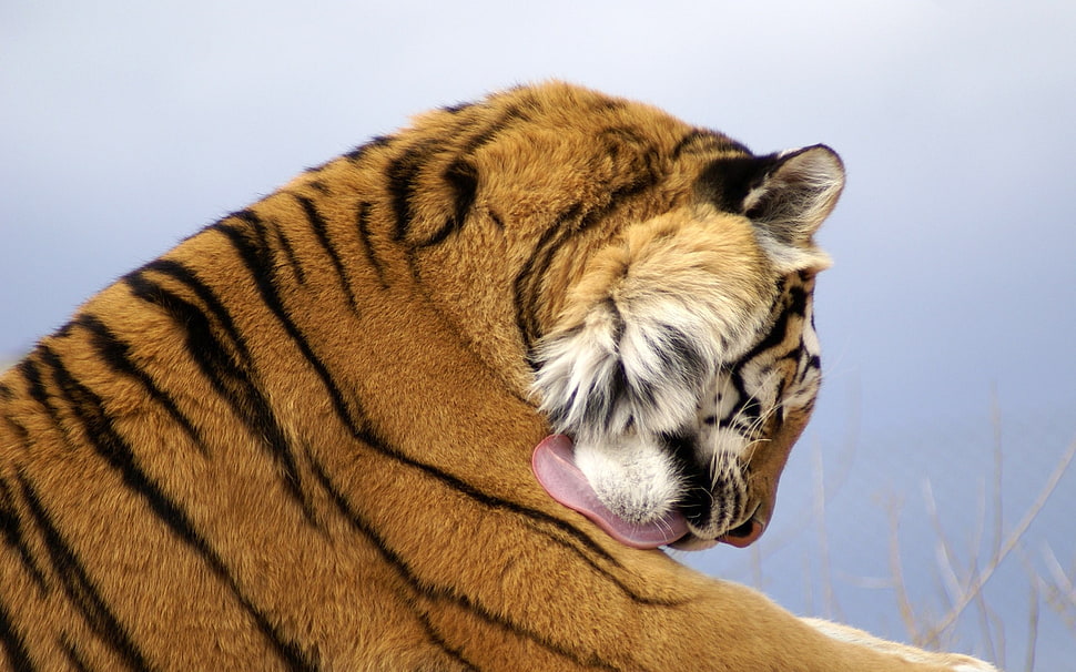 closeup photo of tiger licking his body HD wallpaper