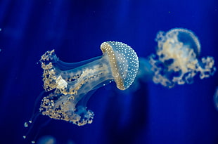 transparent jellyfish HD wallpaper