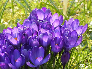 purple Crocus flowers closeup photography HD wallpaper