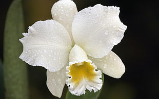 white and yellow Cattleya Orchid flower HD wallpaper