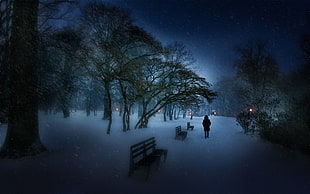 brown wooden bench, nature, landscape, snow, park