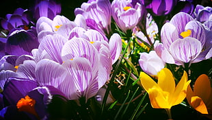 purple and yellow petaled flowers, crocuses HD wallpaper