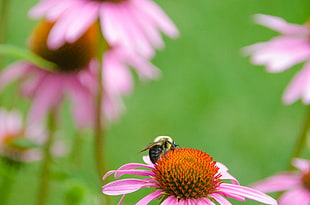 selective focus photography of bee perched on pink petaled flower HD wallpaper
