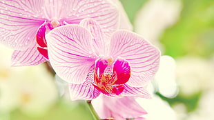 pink Orchid flowers HD wallpaper