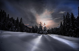 green pine trees, nature, photography, landscape, winter