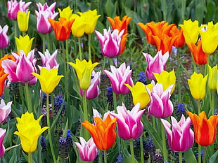 yellow-orange-and-pink petaled flowers