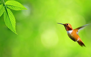 brown and white woodpecker near green leaves closeup photography