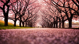 sakura trees, landscape, cherry blossom, trees, path HD wallpaper