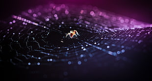 close-up photography of barn spider on white spider web