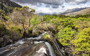 green leafed trees, landscape, nature, trees, water