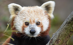 white and brown raccoon wildlife photography