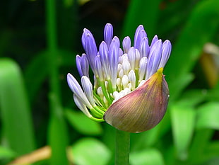 focus photography of purple-and-white flower buds HD wallpaper