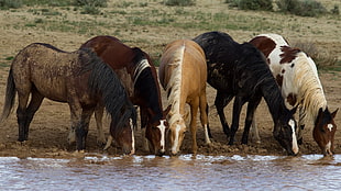 five horses, horse, animals