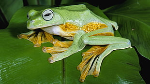 selective focus photography of green frog on leaves