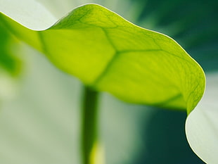 macro photography of green leaf plant