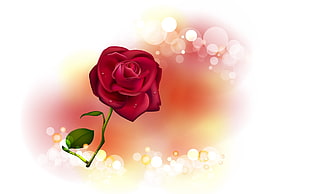red rose in bloom graphic illustration HD wallpaper
