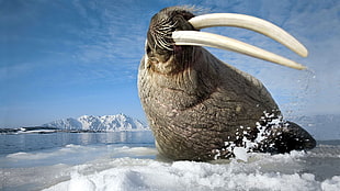 closeup photo of sealion