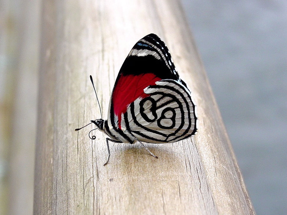 shallow focus photography of black, white, and red moth HD wallpaper