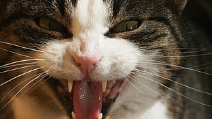 closeup photo of cat smiling HD wallpaper