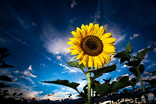 low angle photo of yellow sunflower on clear blue sky, bavaria HD wallpaper
