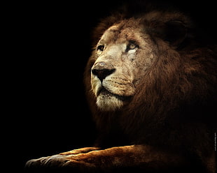 brown lion, lion, animals, big cats HD wallpaper