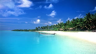 white boat, tropical, sea, boat, palm trees HD wallpaper