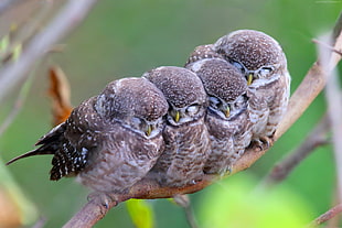 four brown-and-white bird on tree branch