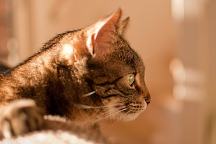 close up photo of brown tabby cat