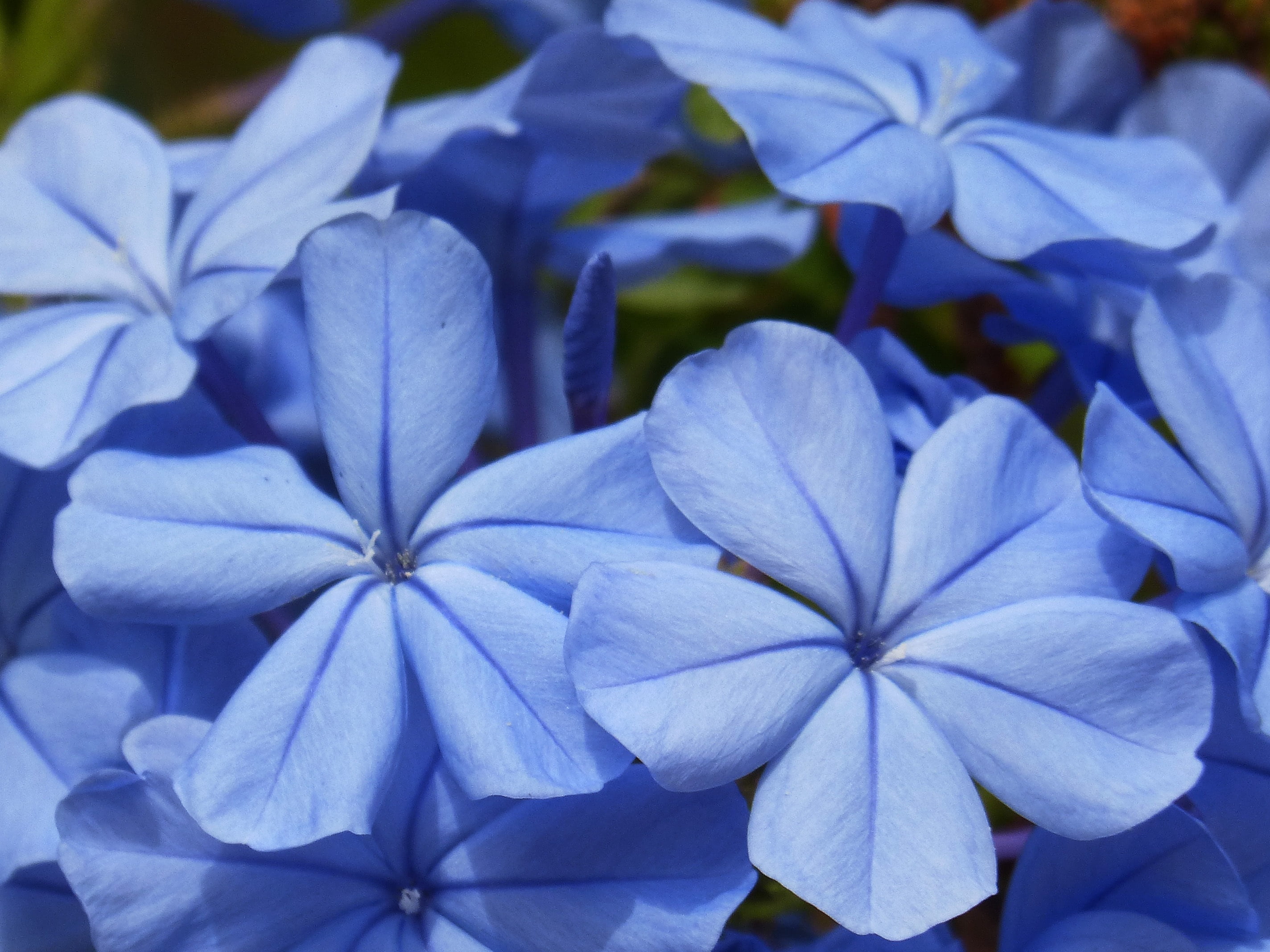 blue petaled flowers