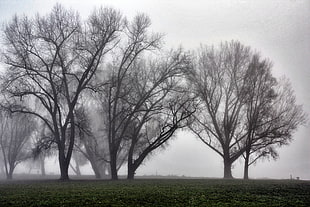 photography of black trees with fogs HD wallpaper