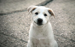 short-coated white puppy HD wallpaper