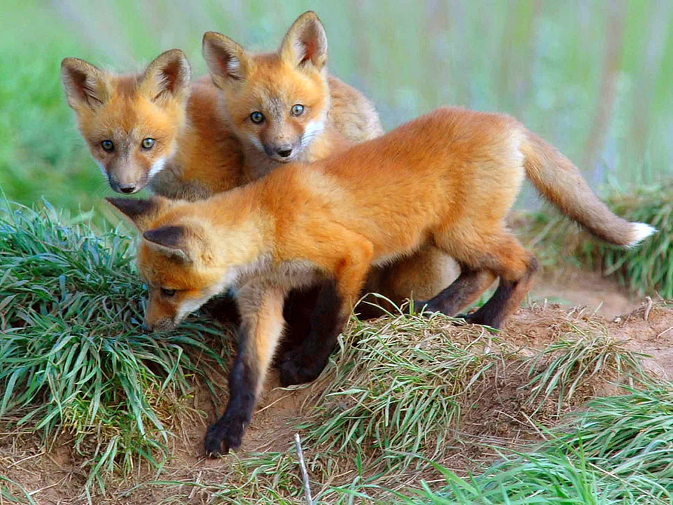 three fox puppies on ground HD wallpaper