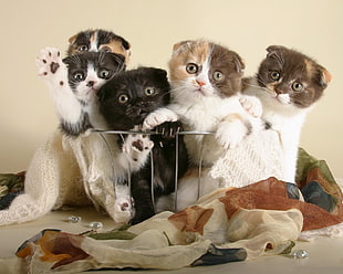 five kittens