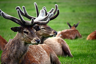 photo of herd of deer on green grass, wollaton hall HD wallpaper