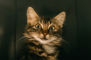 brown tabby kitten, Cat, Pleased, Muzzle