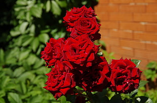bunch of red roses HD wallpaper
