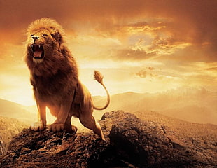 roaring lion on top of rock formation HD wallpaper