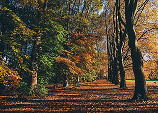 brown and green tree painting, forest, trees