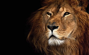 brown lion, lion HD wallpaper