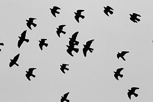 flock of birds, animals, sky, backlighting, flying HD wallpaper