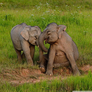 two gray elephants, elephant HD wallpaper