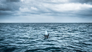 Killer Whale on calm sea, iceland