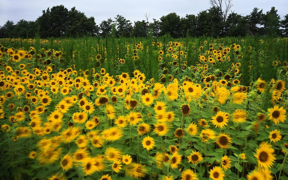 Sunflower garden HD wallpaper