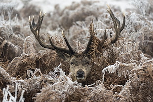 brown stag, nature, animals, deer